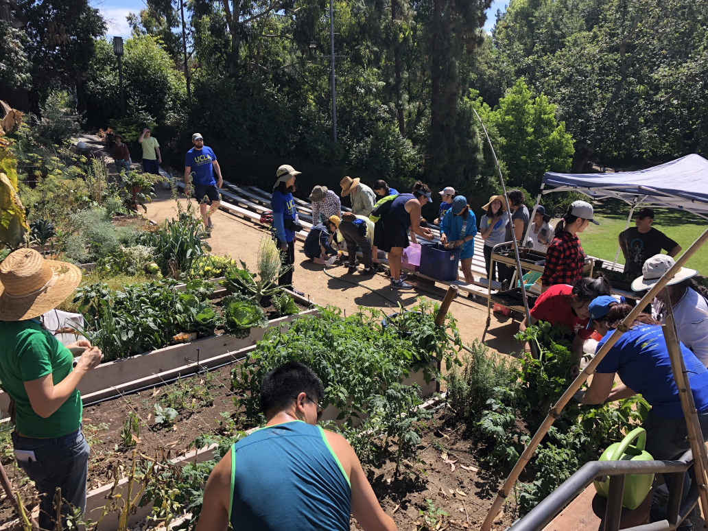 Students and staffing gardening at the Semel HCI Garden