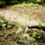 someone watering a garden