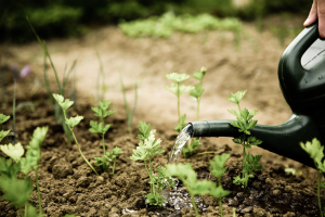 someone watering a garden