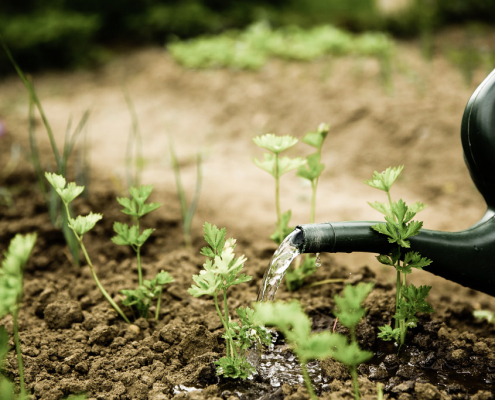 someone watering a garden