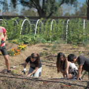 students working at the garden