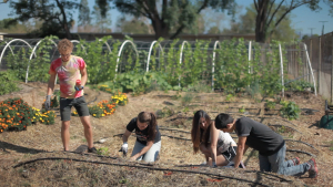 students working at the garden