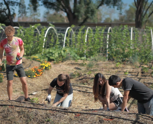 students working at the garden