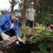 UC President Janet Napolitano plants oregano with Matt Orke in the student-run community garden at UCLA.