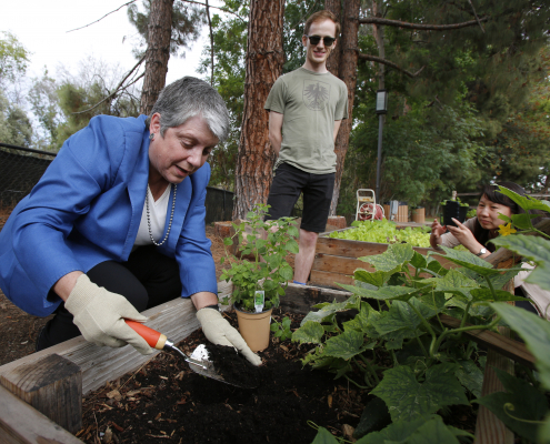 UC President Janet Napolitano plants oregano with Matt Orke in the student-run community garden at UCLA.