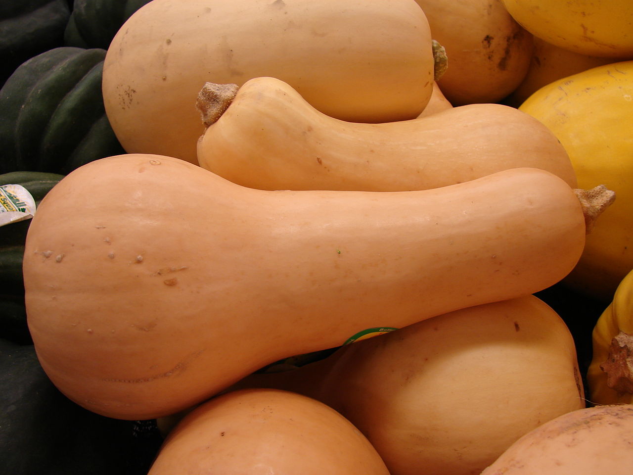 1280px-Starr_070730-7821_Cucurbita_moschata,_Butternut