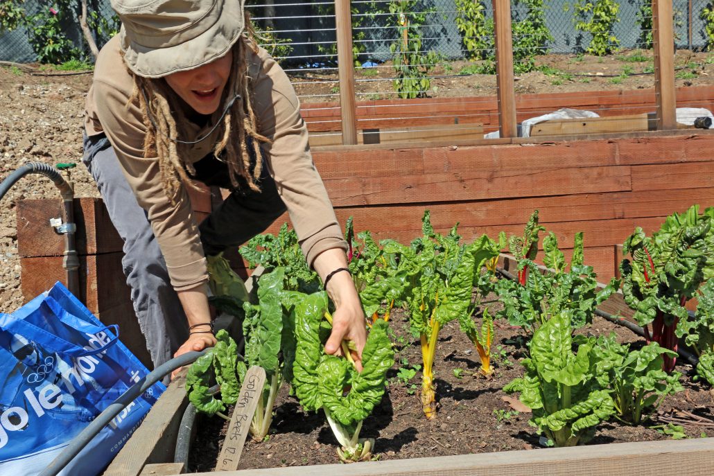 Mark harvest chard at the jane be semel HCI Community Garden.