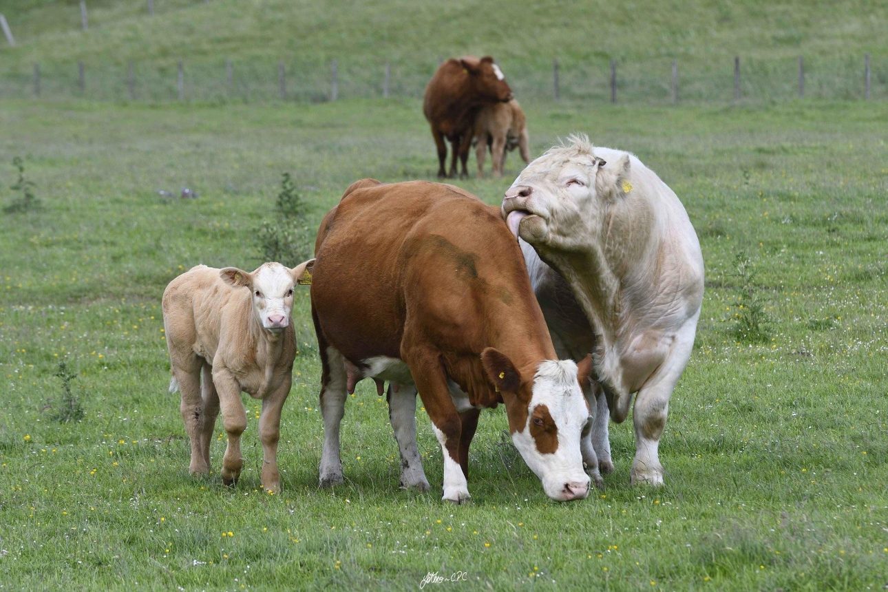 Cows with freedom to feed outside