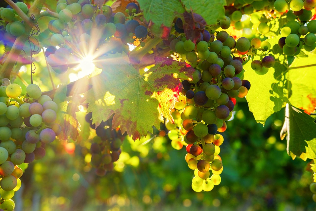 grapes in sun