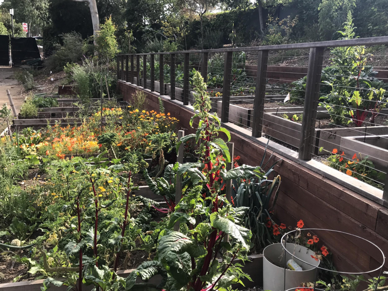 The jane b semel HCI Community Garden at Sunset Canyon Recreation Center