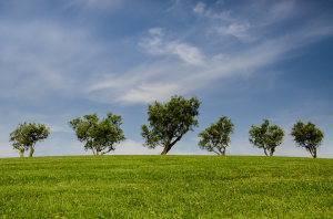 trees in a field