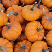 pumpkins on the field