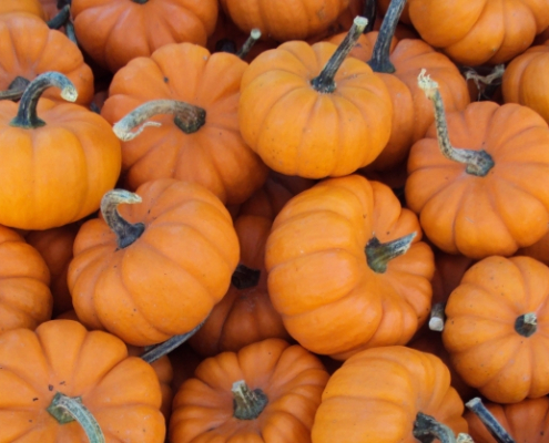 pumpkins on the field